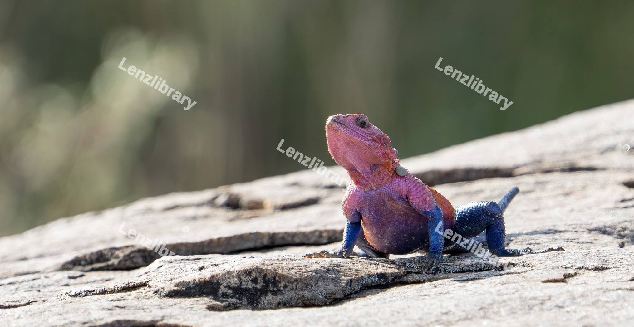 Mwanza Flat-Headed Rock Agama